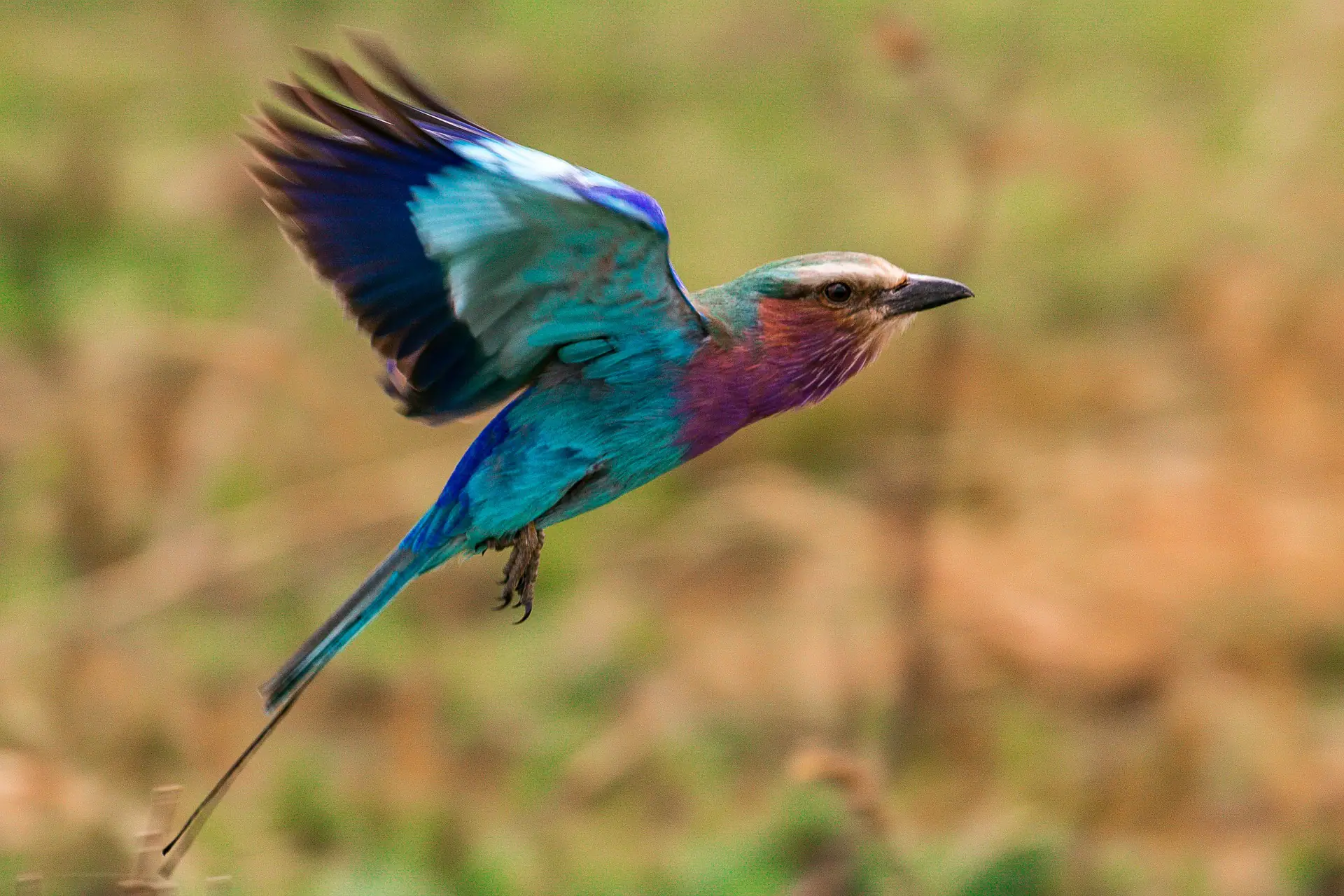 safari animals- the lilac breasted roller