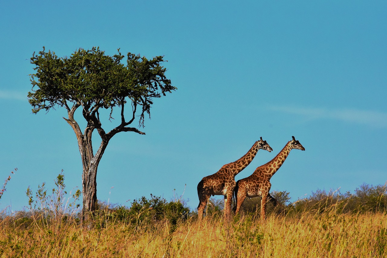 Tanzania Africa Safari tour - giraffes spotted during wildlife safari in Tanzania.