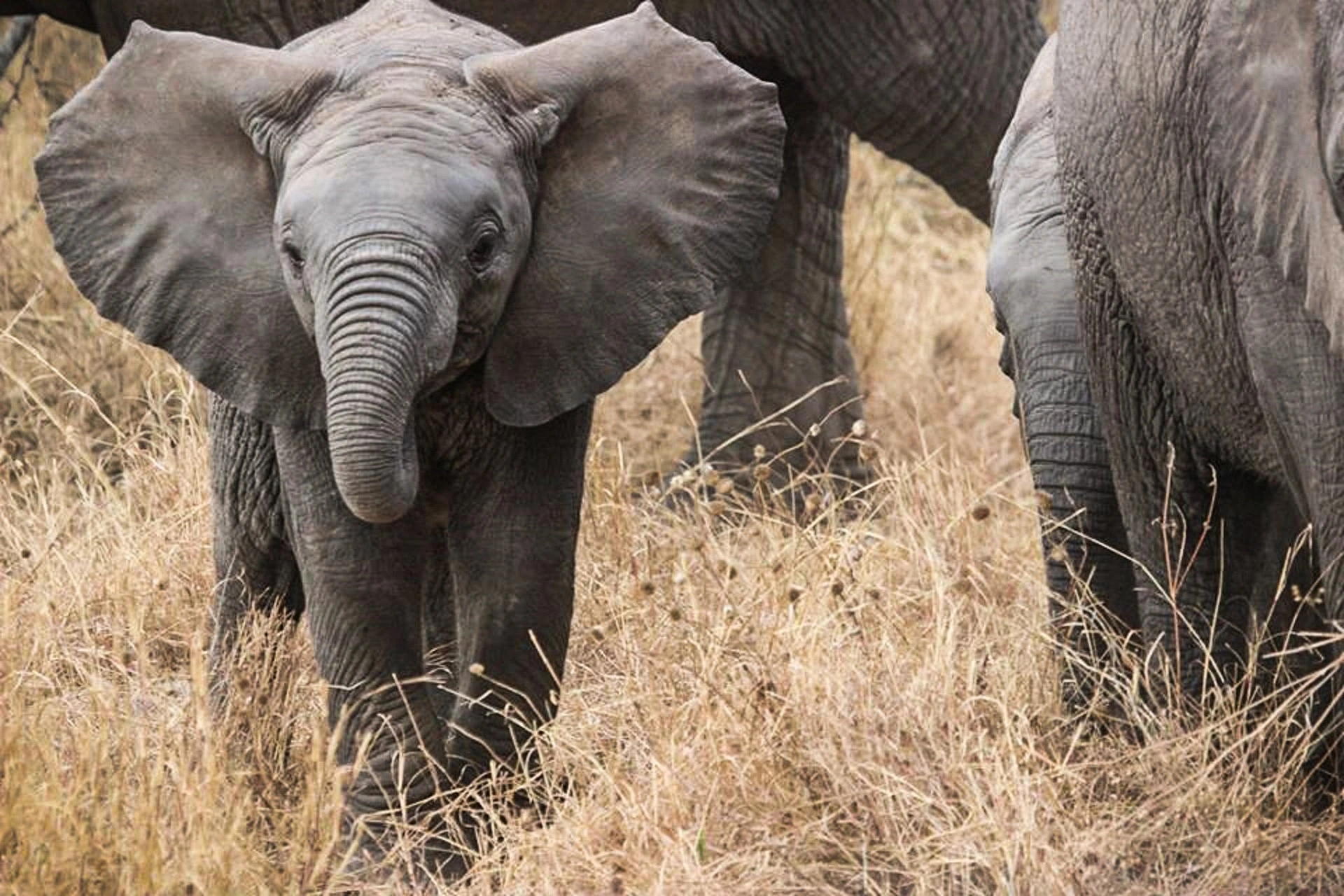 Budget Friendly Lodging Options - Masai Mara game drives spotting elephants.