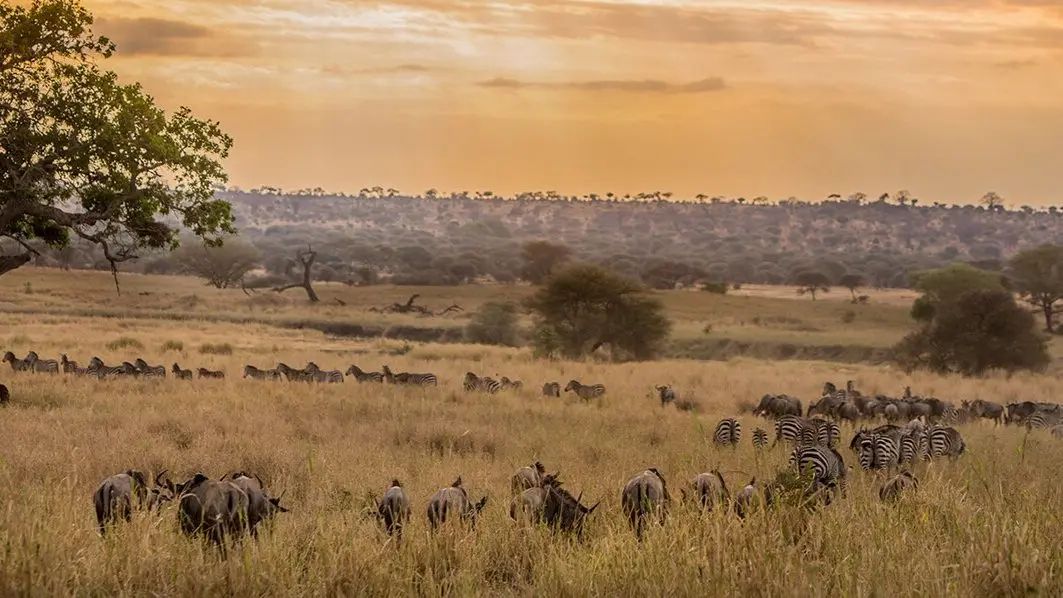 African safari into Tarangire National Park Tanzania