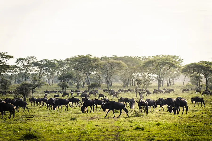 Booking a Northern Tanzania Safari Package