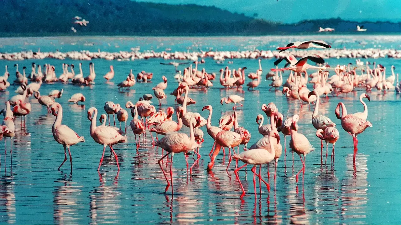 Flamingoes in Lake Nakuru National Park
