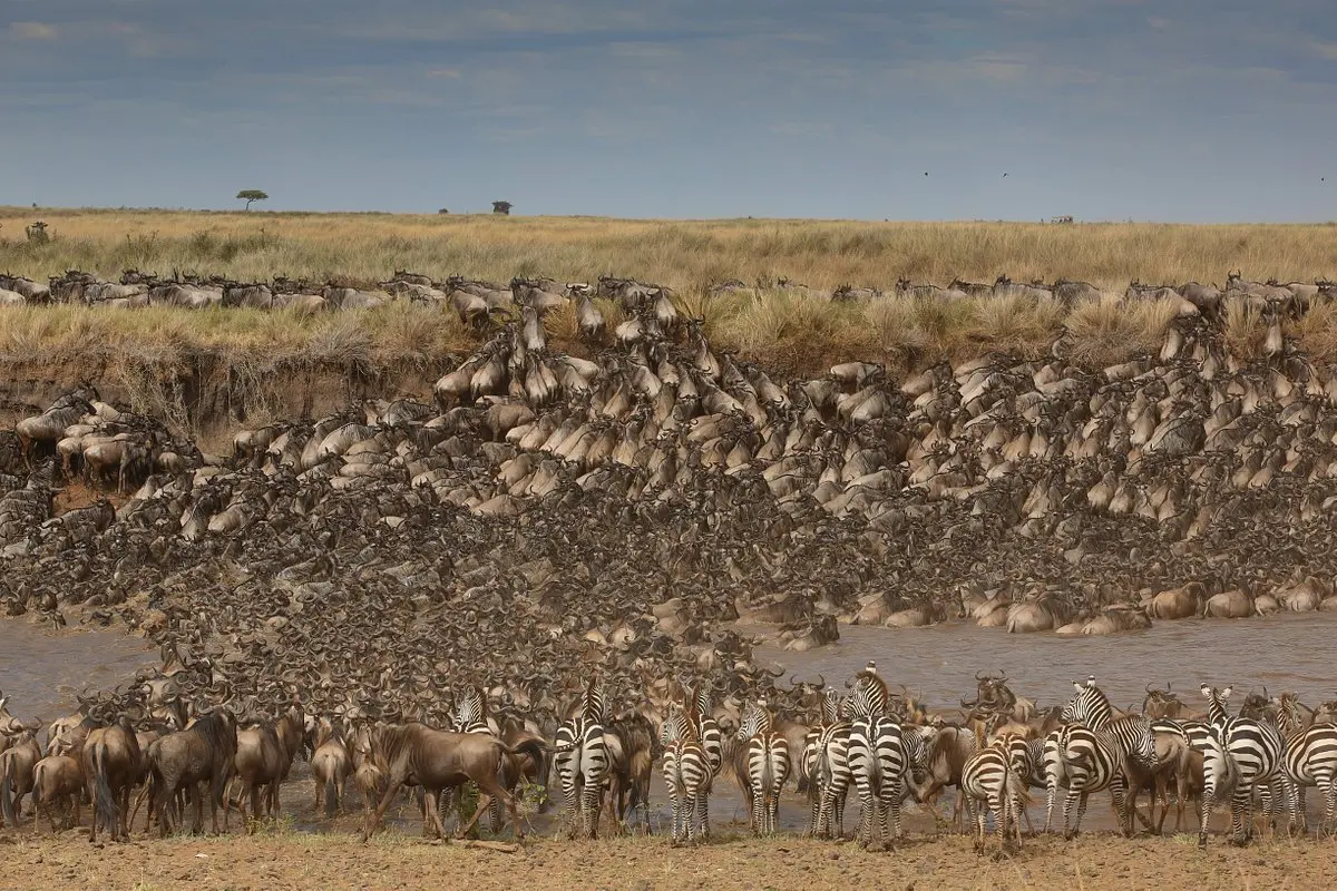 Best Great Migration package for Kenya Tanzania safari - Wildebeest crossing from Serengeti to Masai Mara