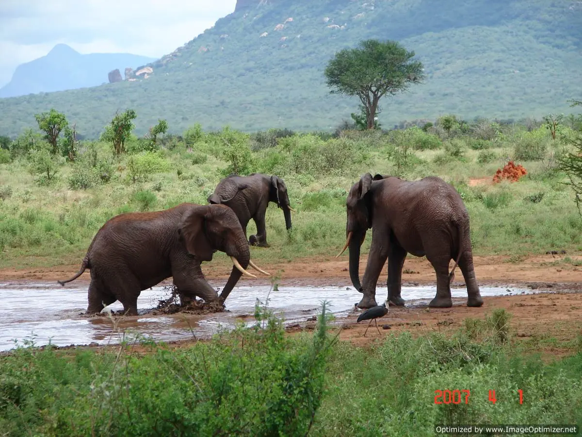 Things to see in Kenya - Elephants in Samburu National Reserve in Kenya
