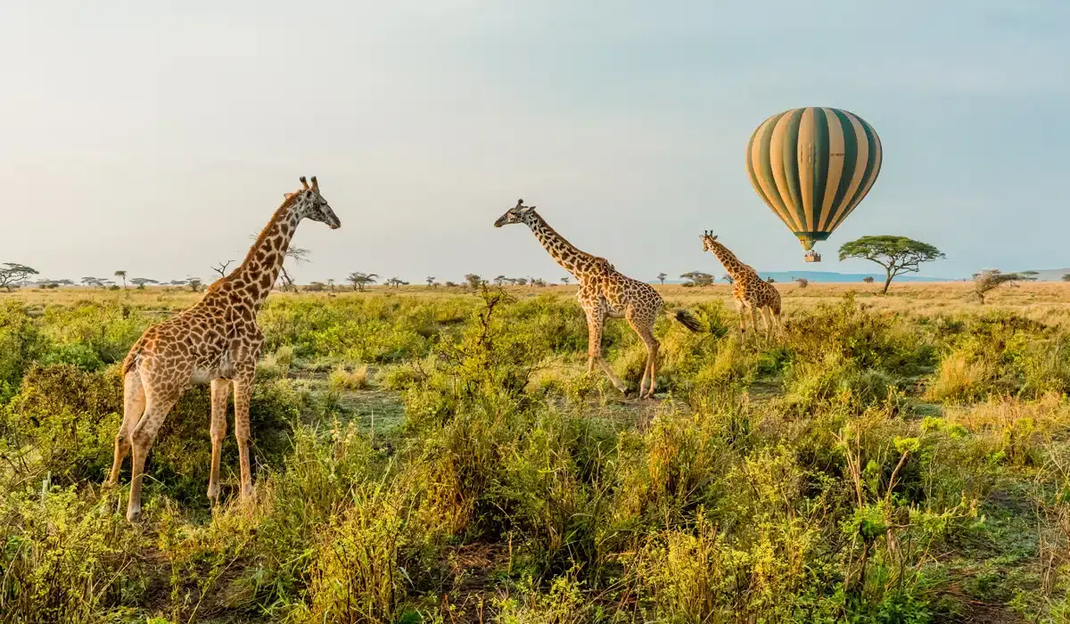Experiencing safaris in Tanzania and Kenya - Giraffes in Serengeti National Park