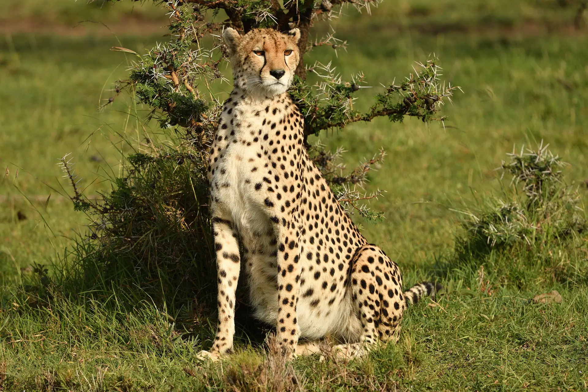 Safari animals- the leopard