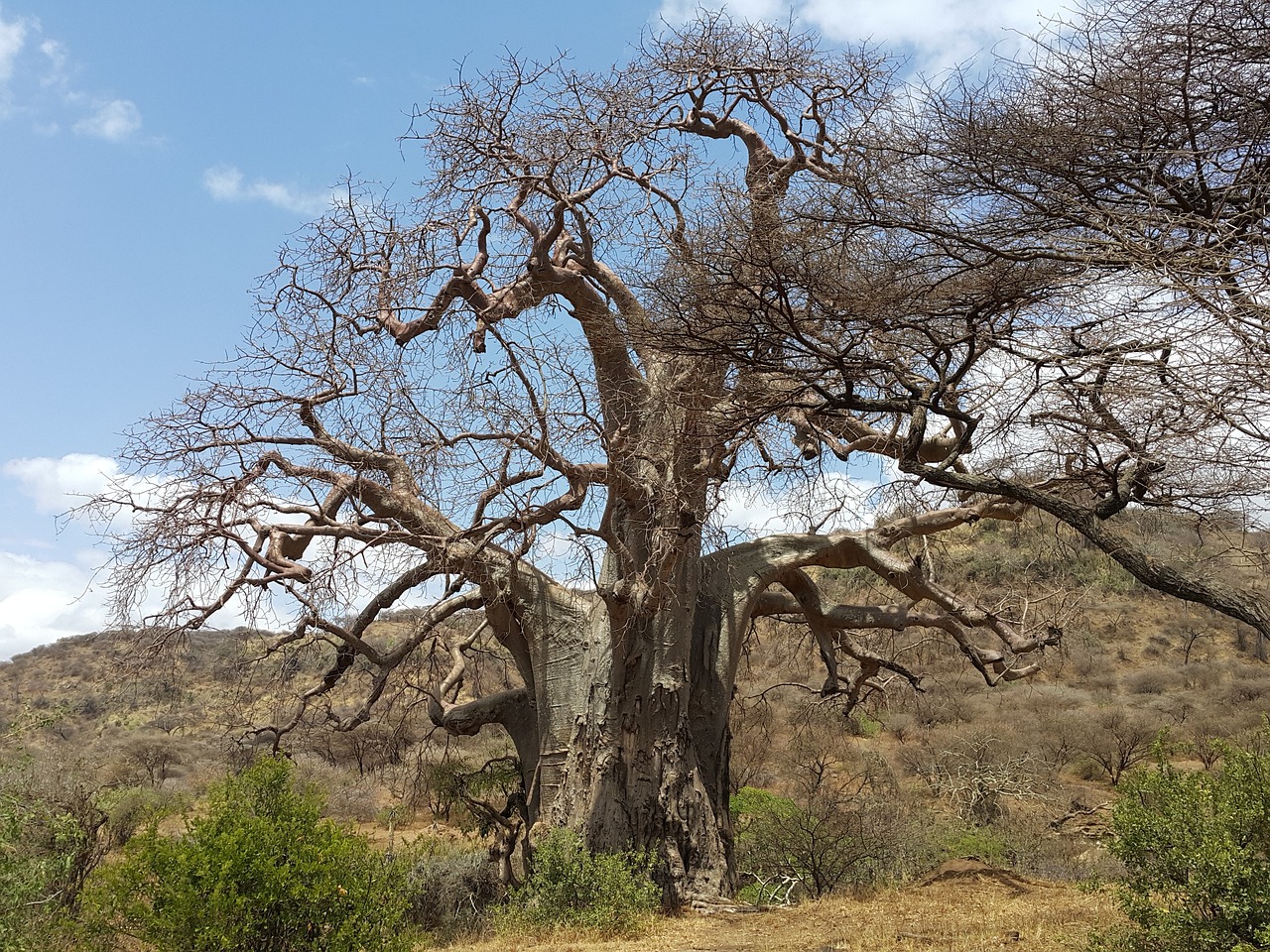 Selous Game Reserve Tanzania - Tanzania Safari tours.