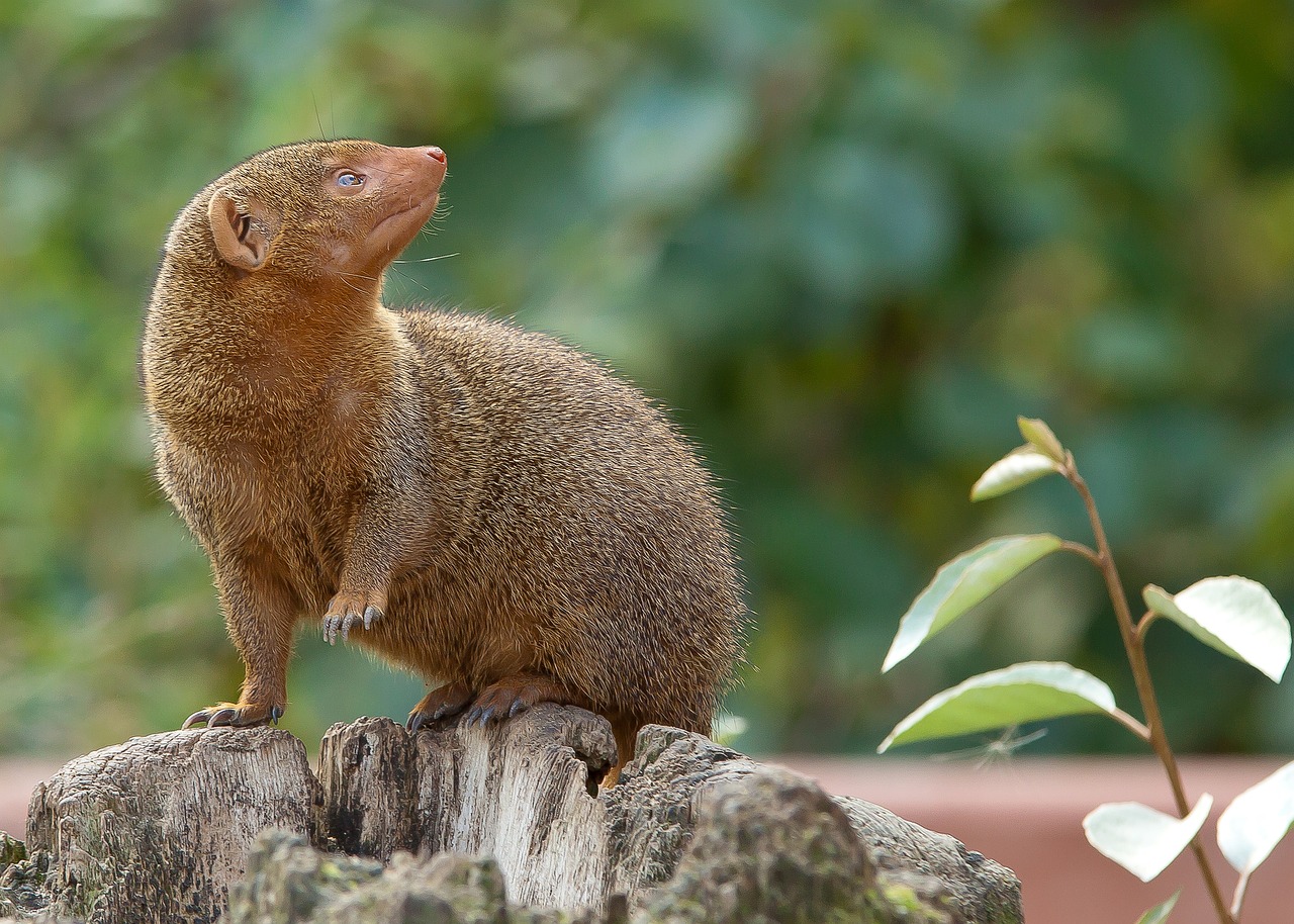 Dwarf Mongoose in Tanzania Africa Safari - Tarangire National Park