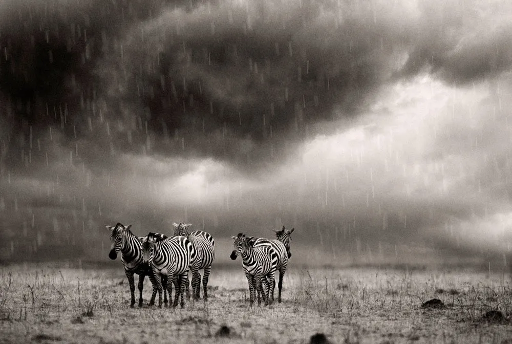 How much Kenya safari in the low season - zebras standing in the rain in Masai Mara