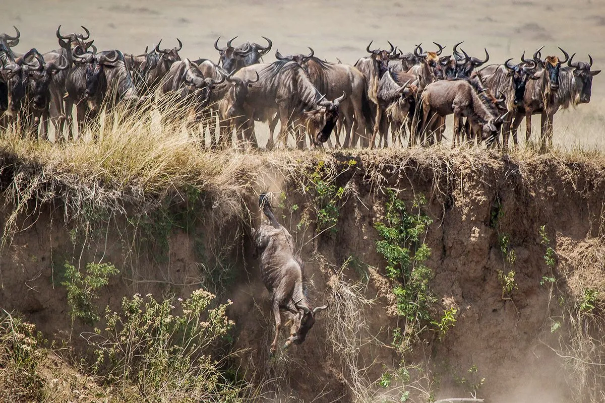 Booking a Masai mara migration package - wildebeest at the edge of Mara River