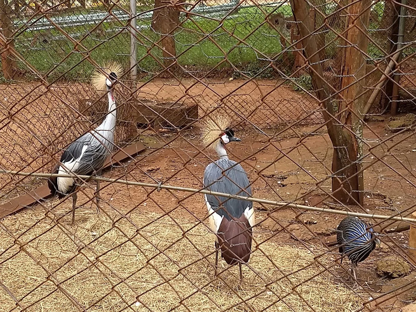 What is the Animal Orphanage Nairobi entrance fee - birds at the orphanage