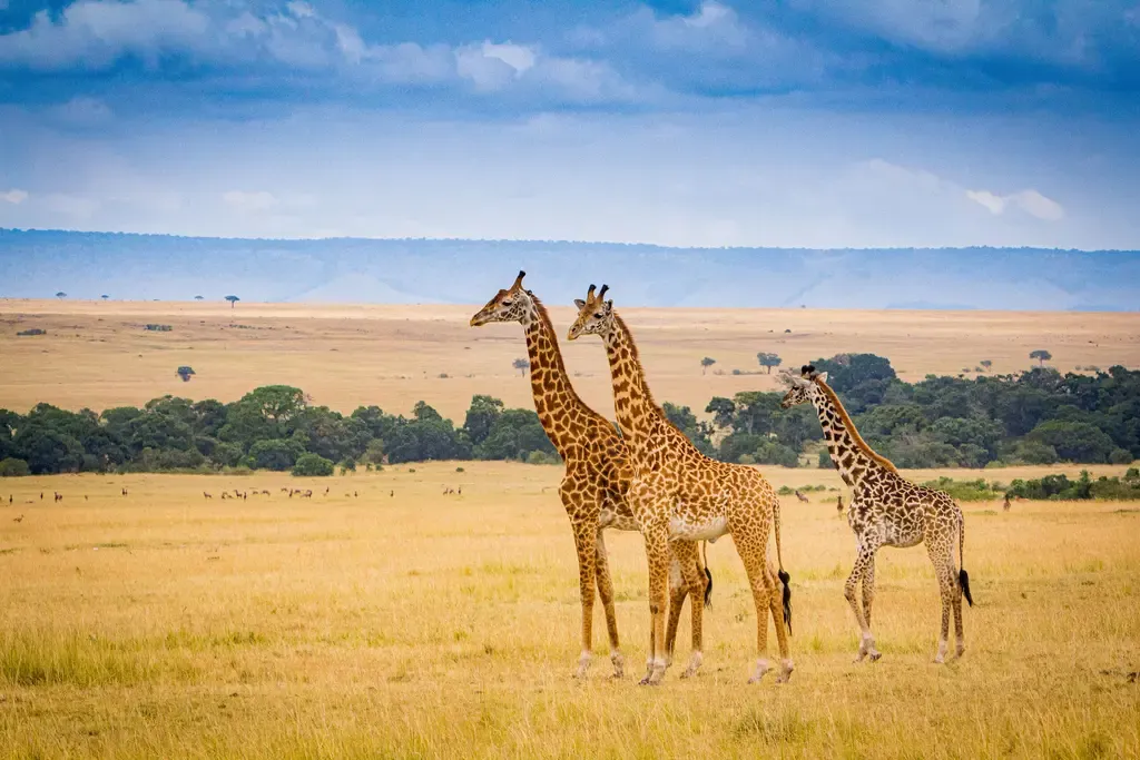 The Nairobi National Park entry fee for international tourists - giraffes in Nairobi National Park