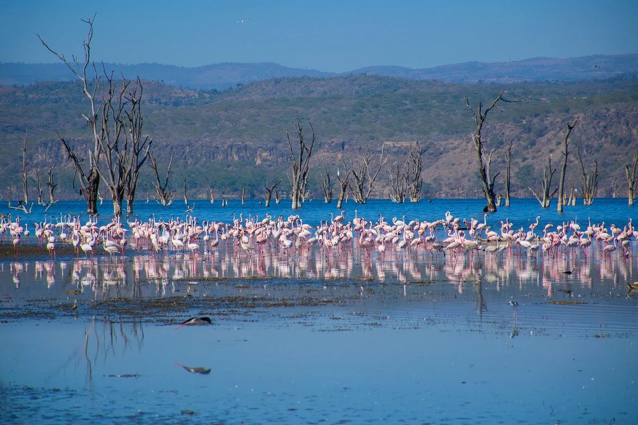 Flock of flamingos at the shores of Lake Nakuru
