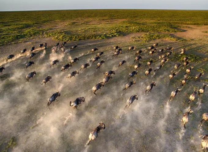 Kenya wildebeest migration