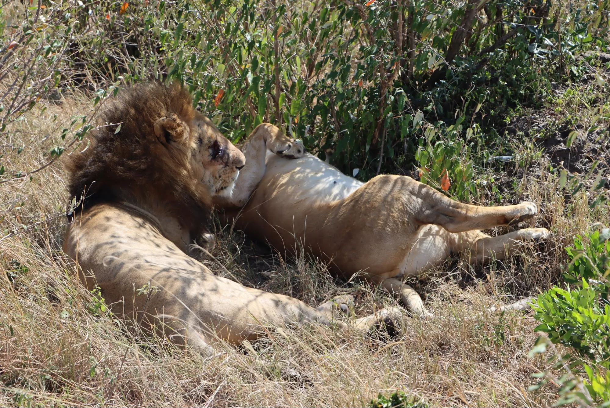 Maasai Mara Game Reserve