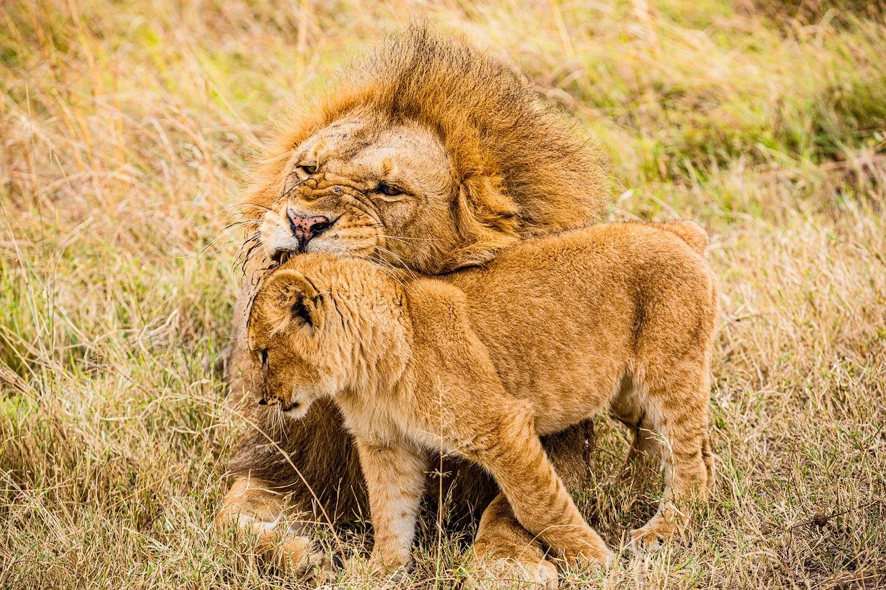 Travel to Masai Mara - Lioness and a cub spotted during game viewing in Maasai Mara Kenya