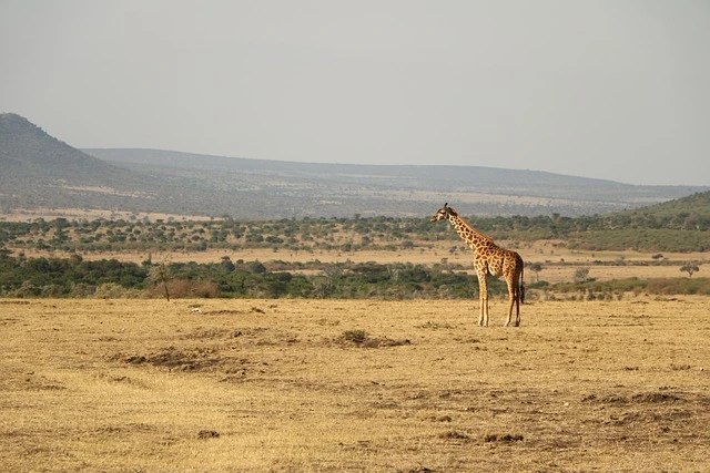 holiday to Serengeti