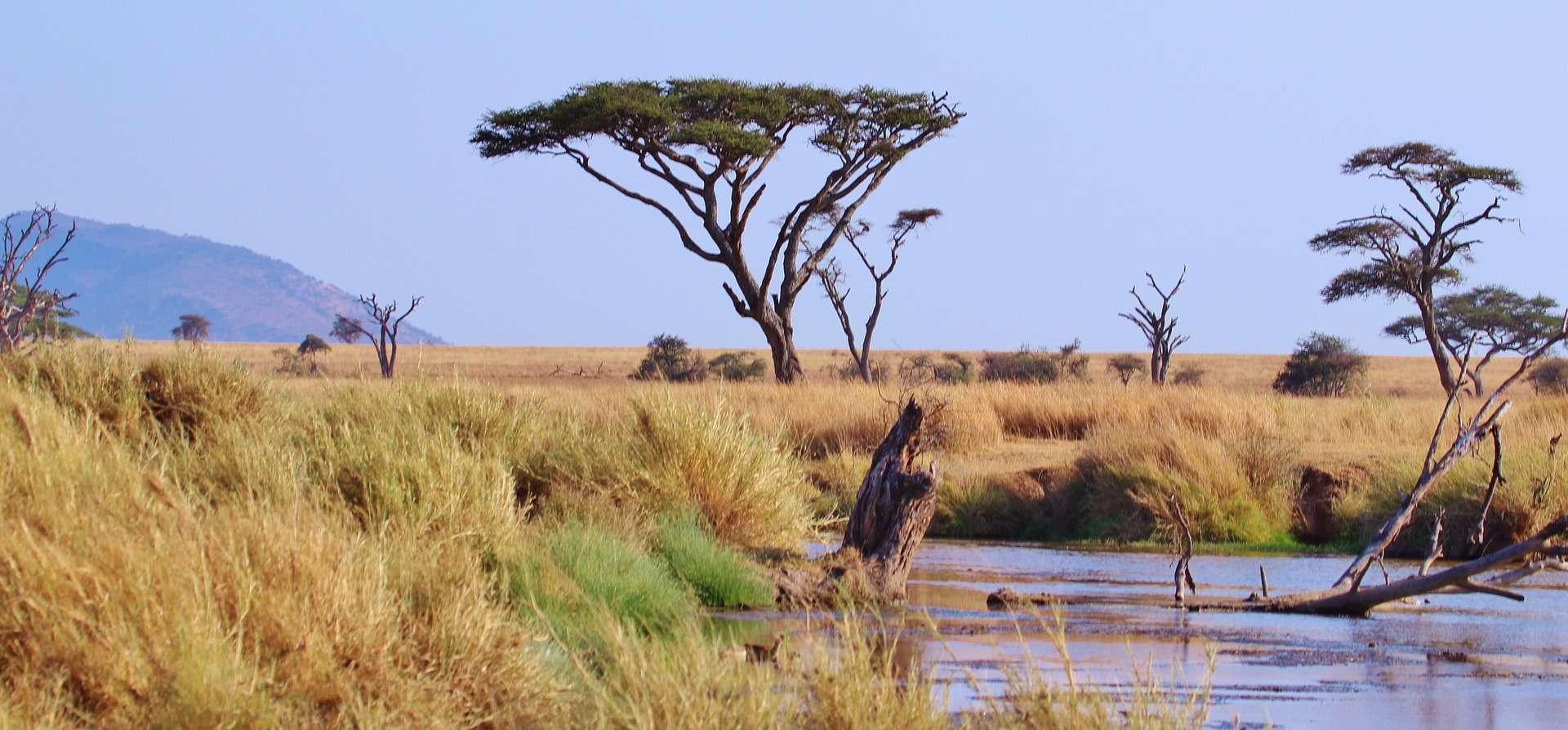 Serengeti plains