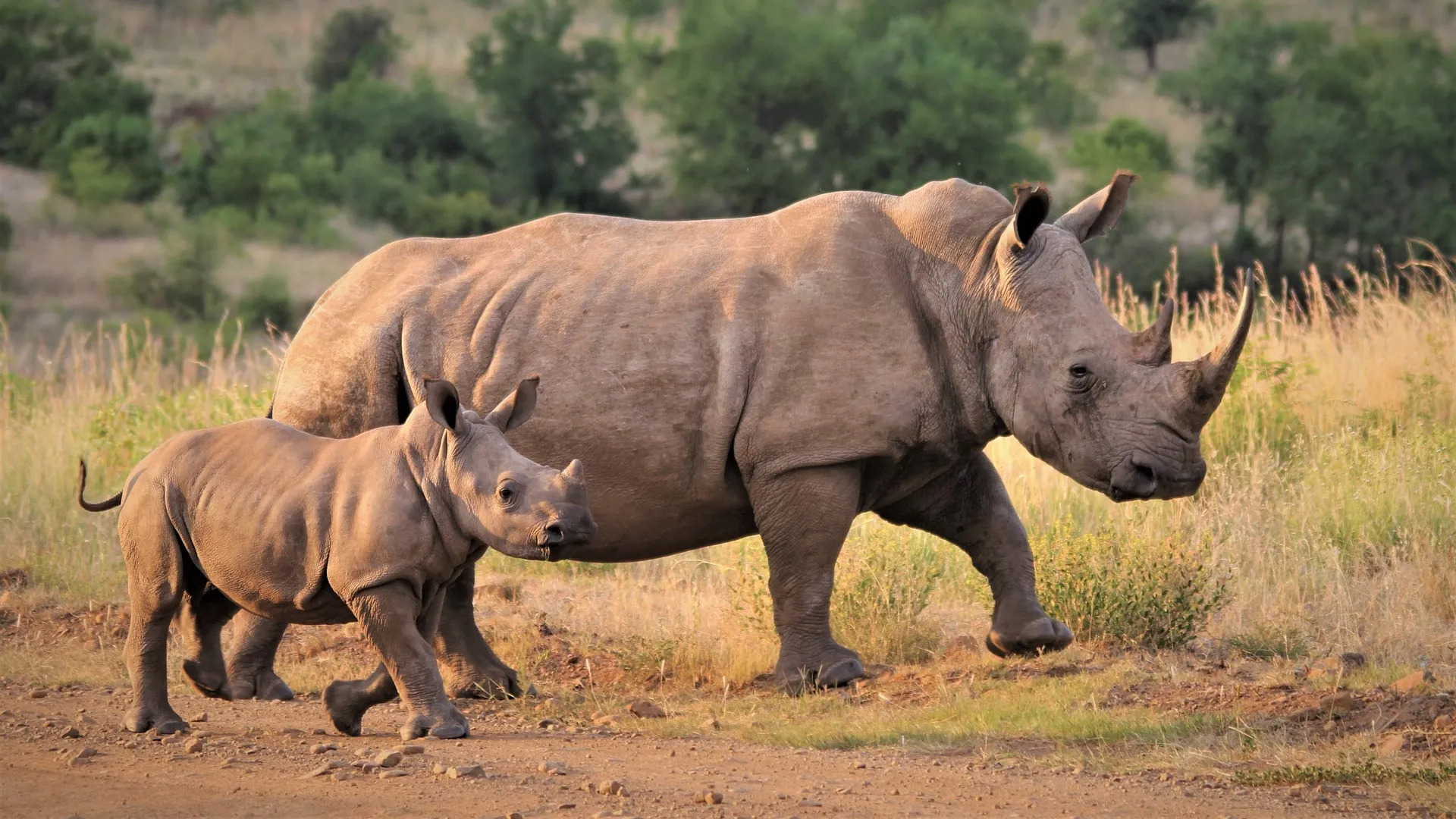 Ol pejeta park fees