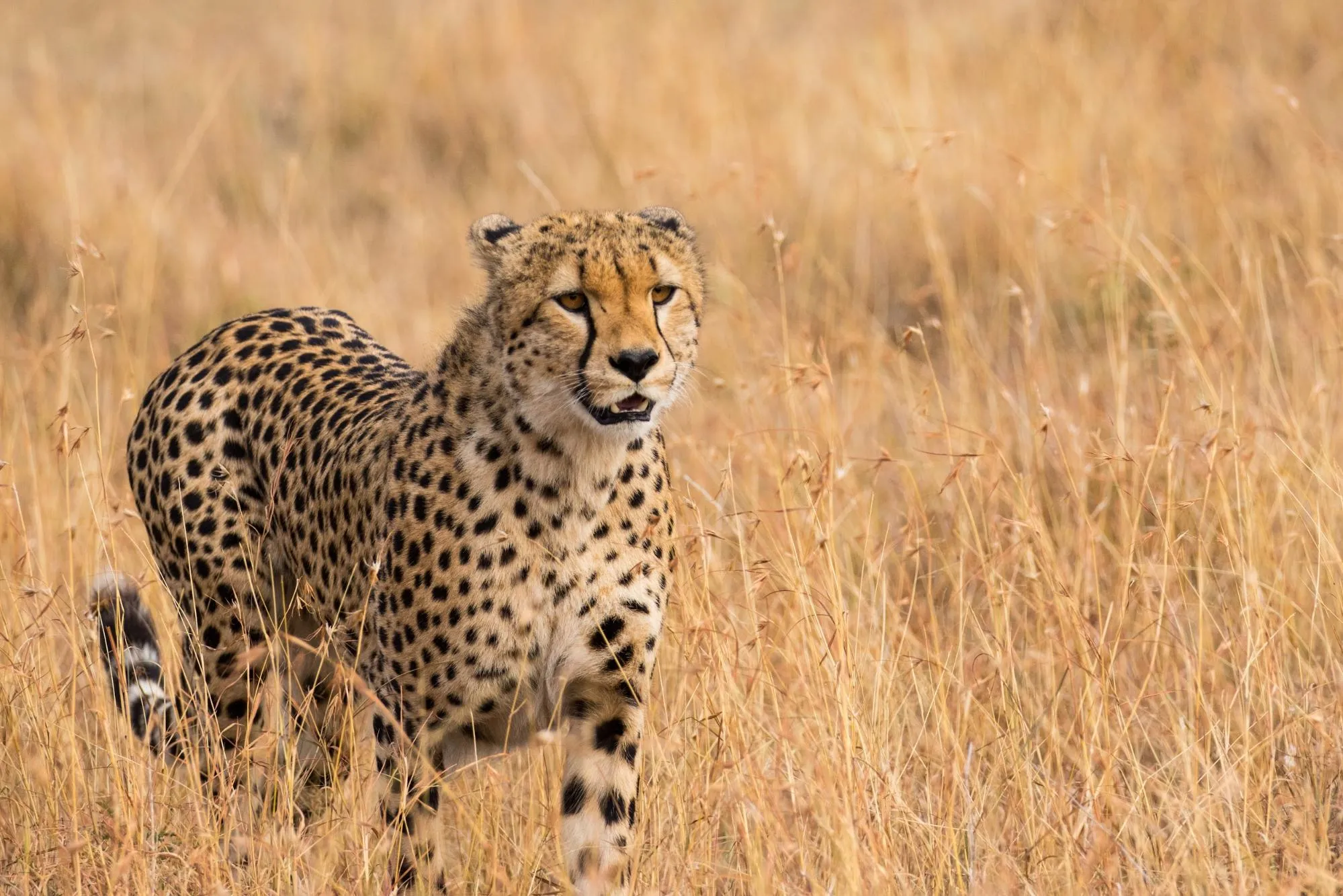 tsavo safari from diani beach