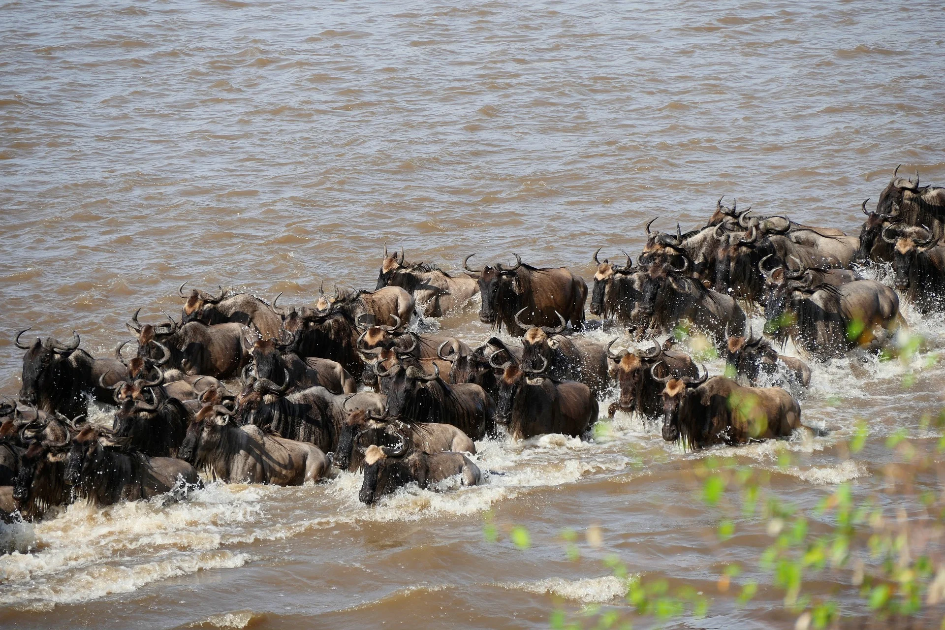 A herd of wildebeest crossing a river during the Great Migration in Kenya in August