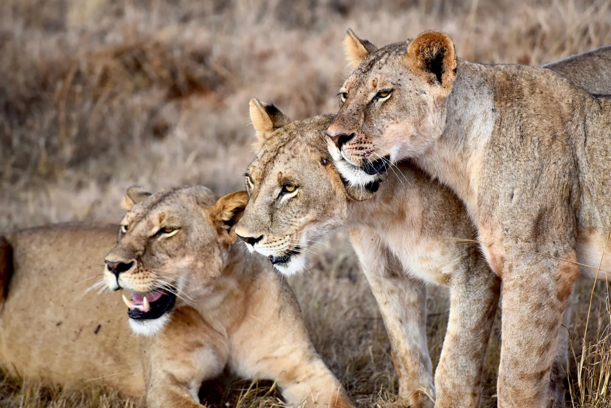 masai mara entim camp