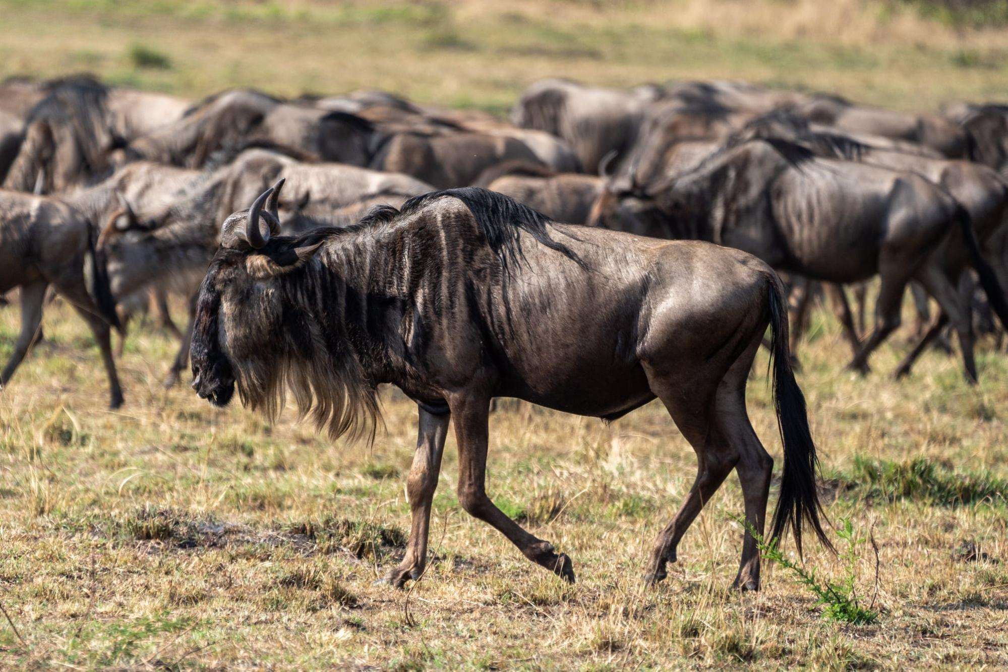 the great migration of Africa