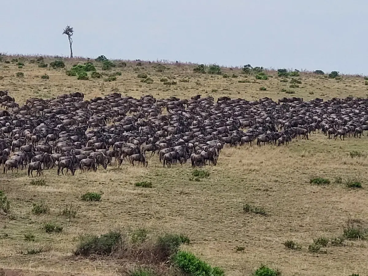Masai Mara wildebeest migration
