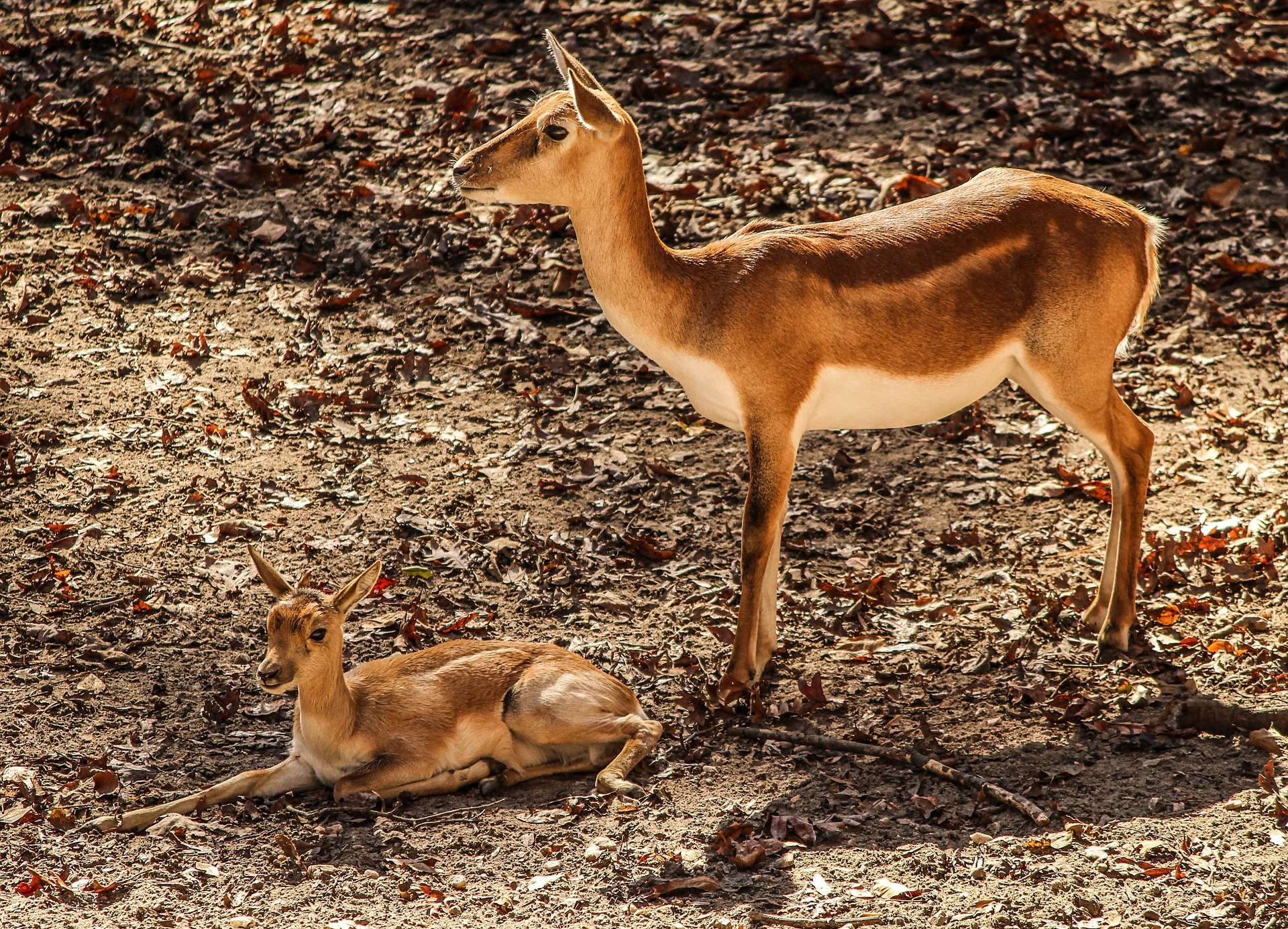 Kenya animals- the Impala