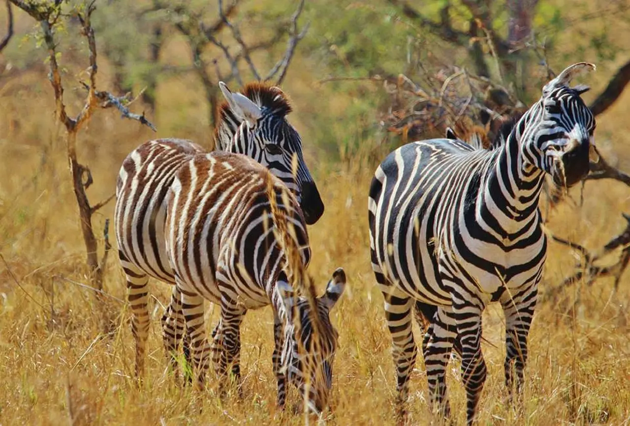 Zebras in Lake Nakuru National Park