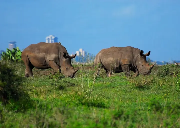 Nairobi Kenya Safaris to Nairobi National Park - two rhinos at Nairobi National Park