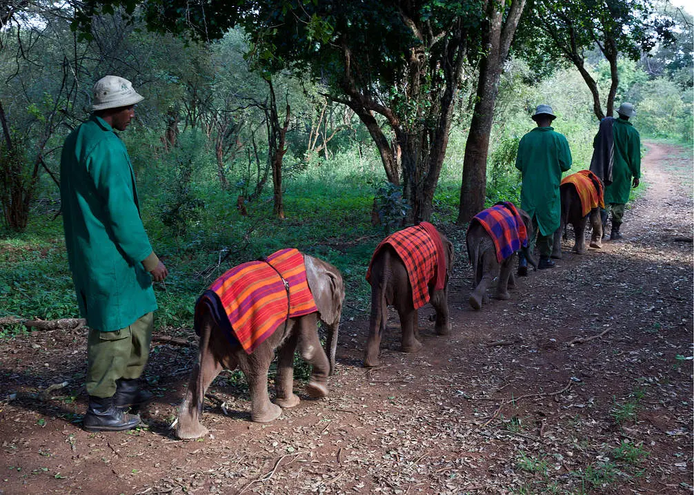 Baby elephants and their keepers along a path at Elephant Orphanage Nairobi - baby elephants with their keepers