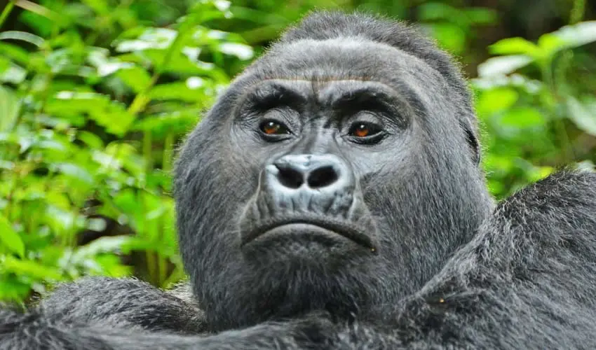 Uganda safari tour to meet the Mountain Gorillas - A gorilla in Bwindi Forest