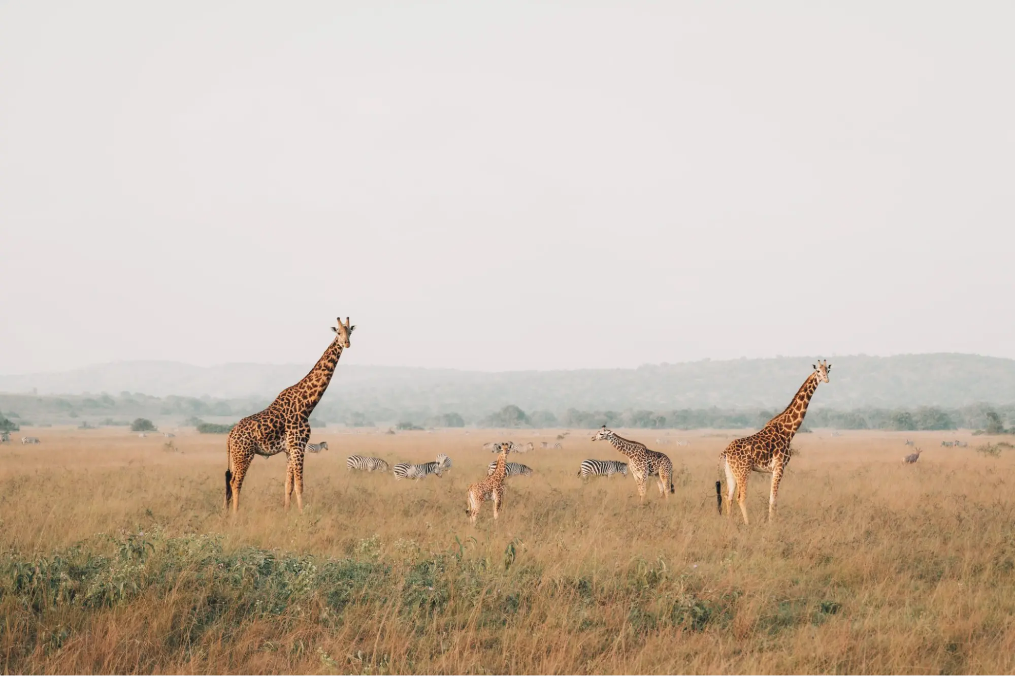 Best time for Rwanda safari - Giraffe and Zebra at Akagera National Park