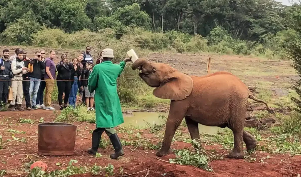 feeding an Elephant at orphanage