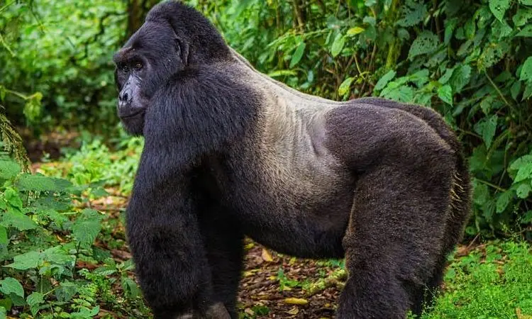 Uganda Rwanda gorilla safari to Mgahinga Forest - a silverback gorilla in Mgahinga National Park
