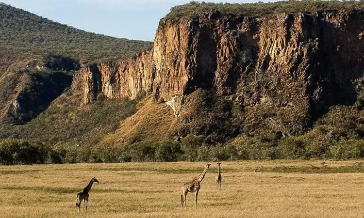 Day trips to Hell’s Gate Park Nakuru Kenya - Giraffes in Hell’s Gate National Park