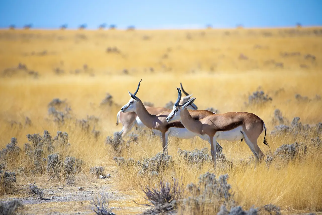 South Africa vacation safaris
