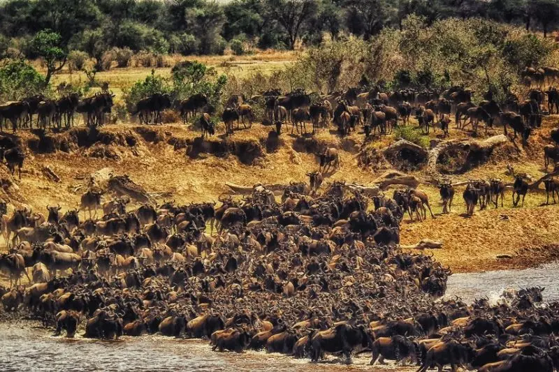 Tanzania luxury tours Wildebeest Migration Package
