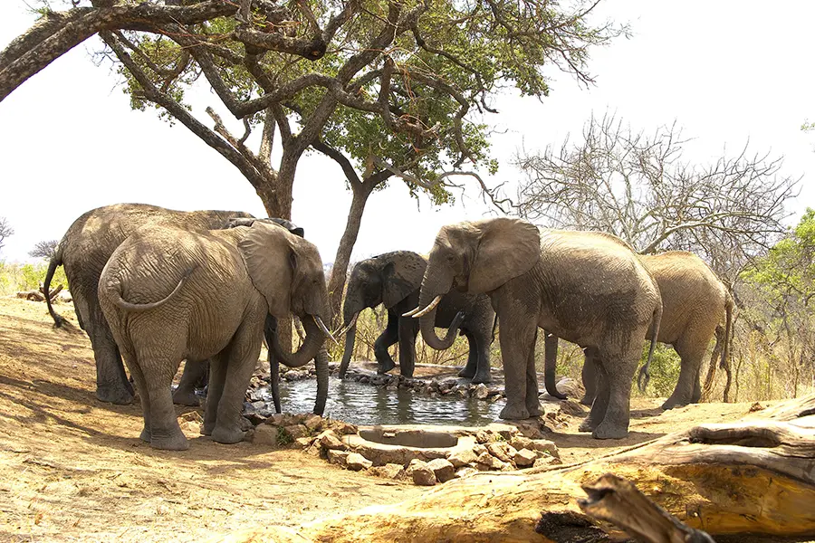 Best time for Luxury safari tours Tanzania