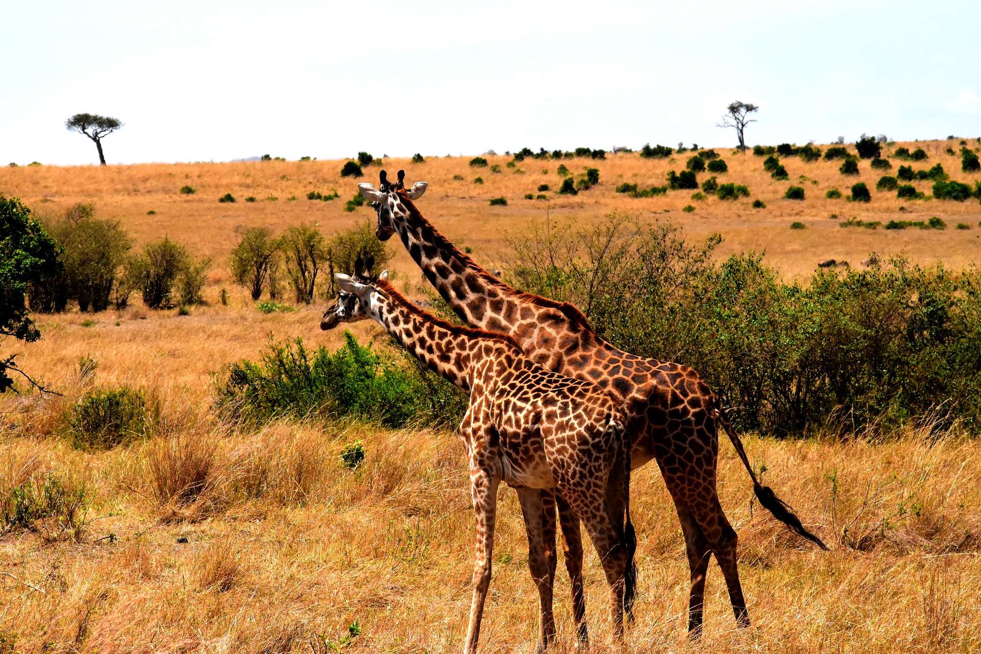 Serengeti in Kenya - Giraffes in Serengeti Plains