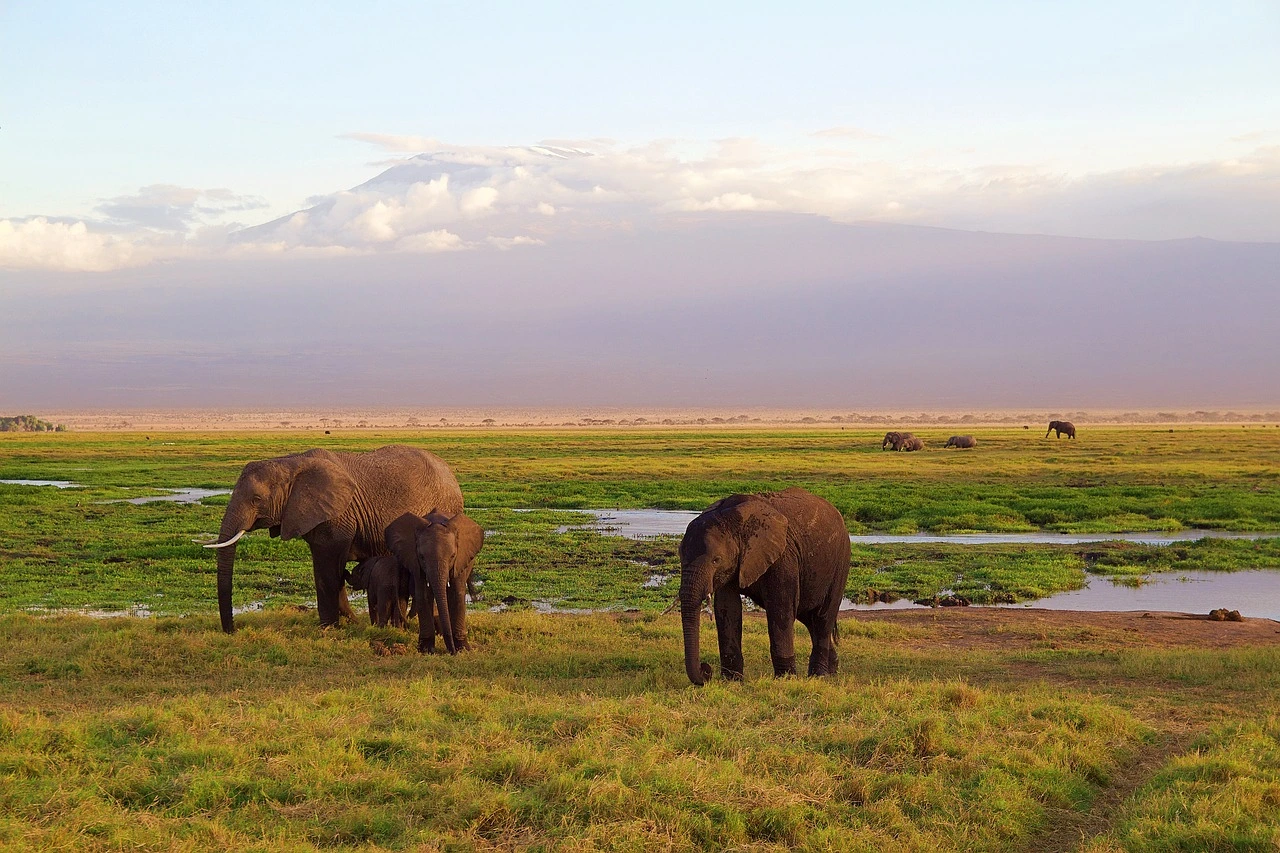 Elephants roaming with Mount Kilimanjaro in the background at Amboseli National Park