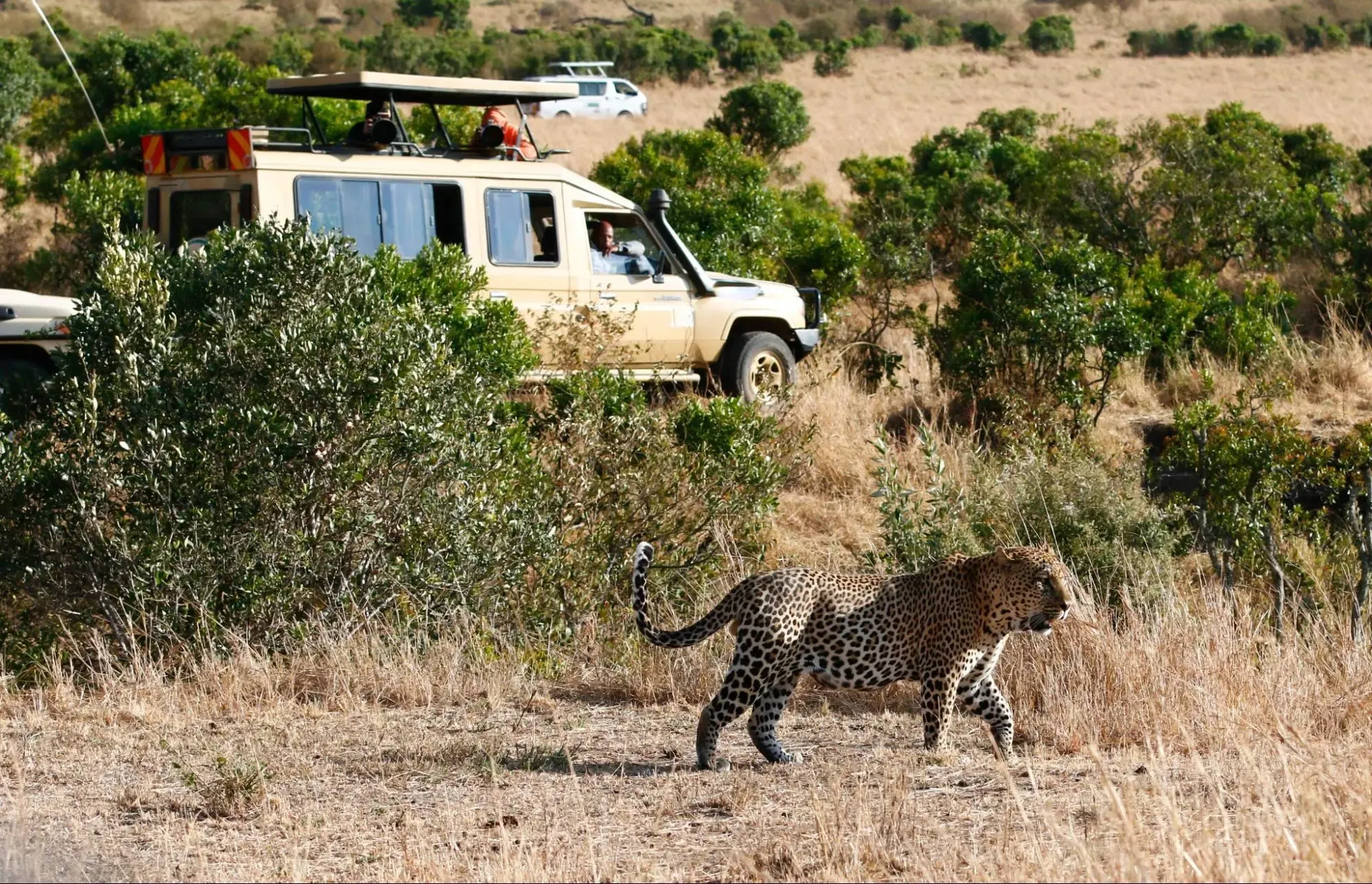 How to plan a 3 day Kenya safari - a leopard in Masai Mara