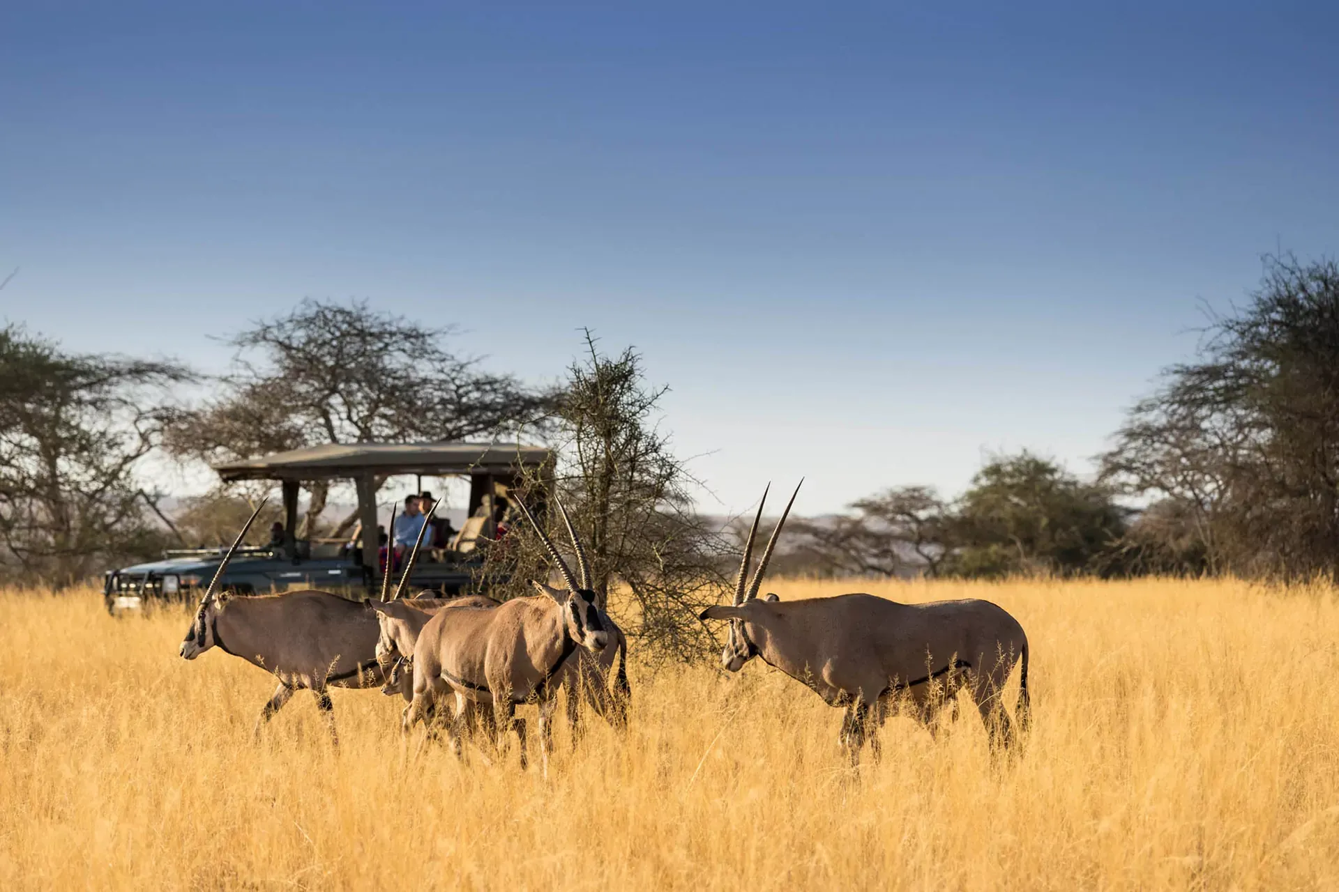 Kenya safari packages prices for Masai Mara Tour - a game drive in Masai Mara