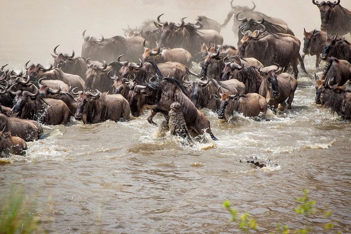 Witnessing the great migration in Kenya - a crocodile attacking a wildebeest in Mara River