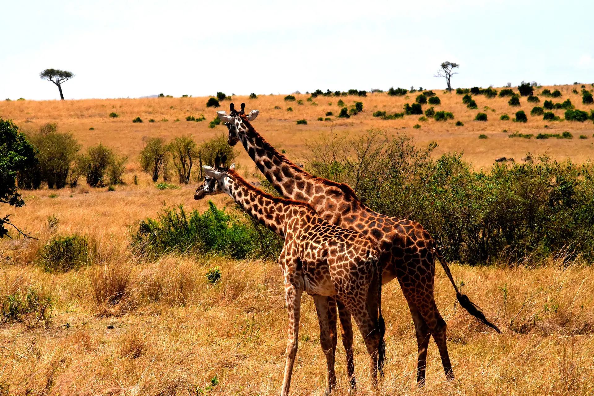 Honeymoons safaris in Kenya - Elephants spotted during a honeymoons trip in Masai Mara.