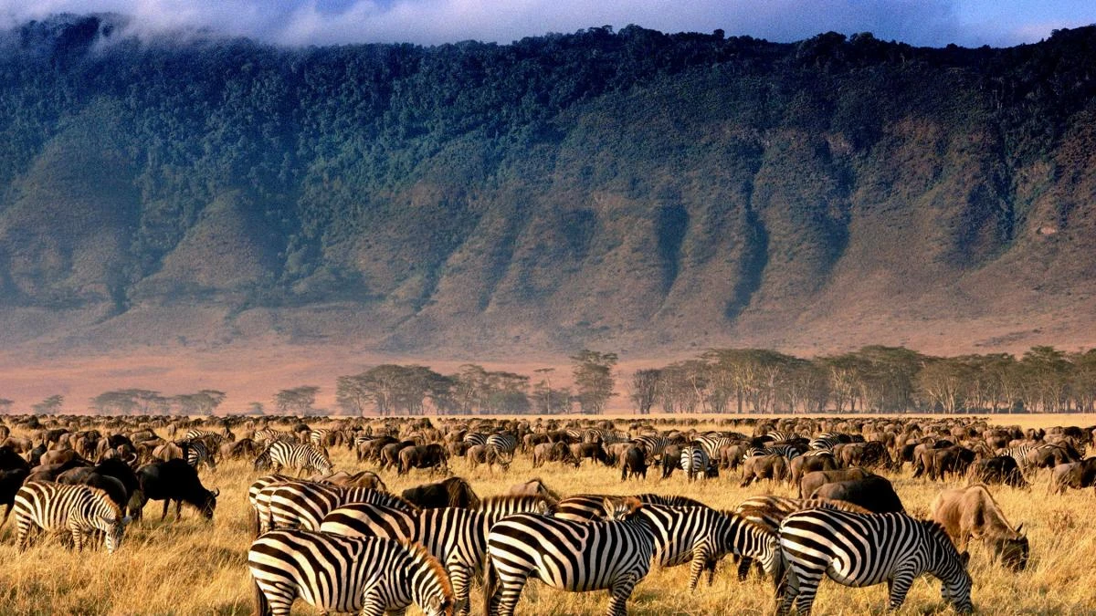 safari tours to Tanzania