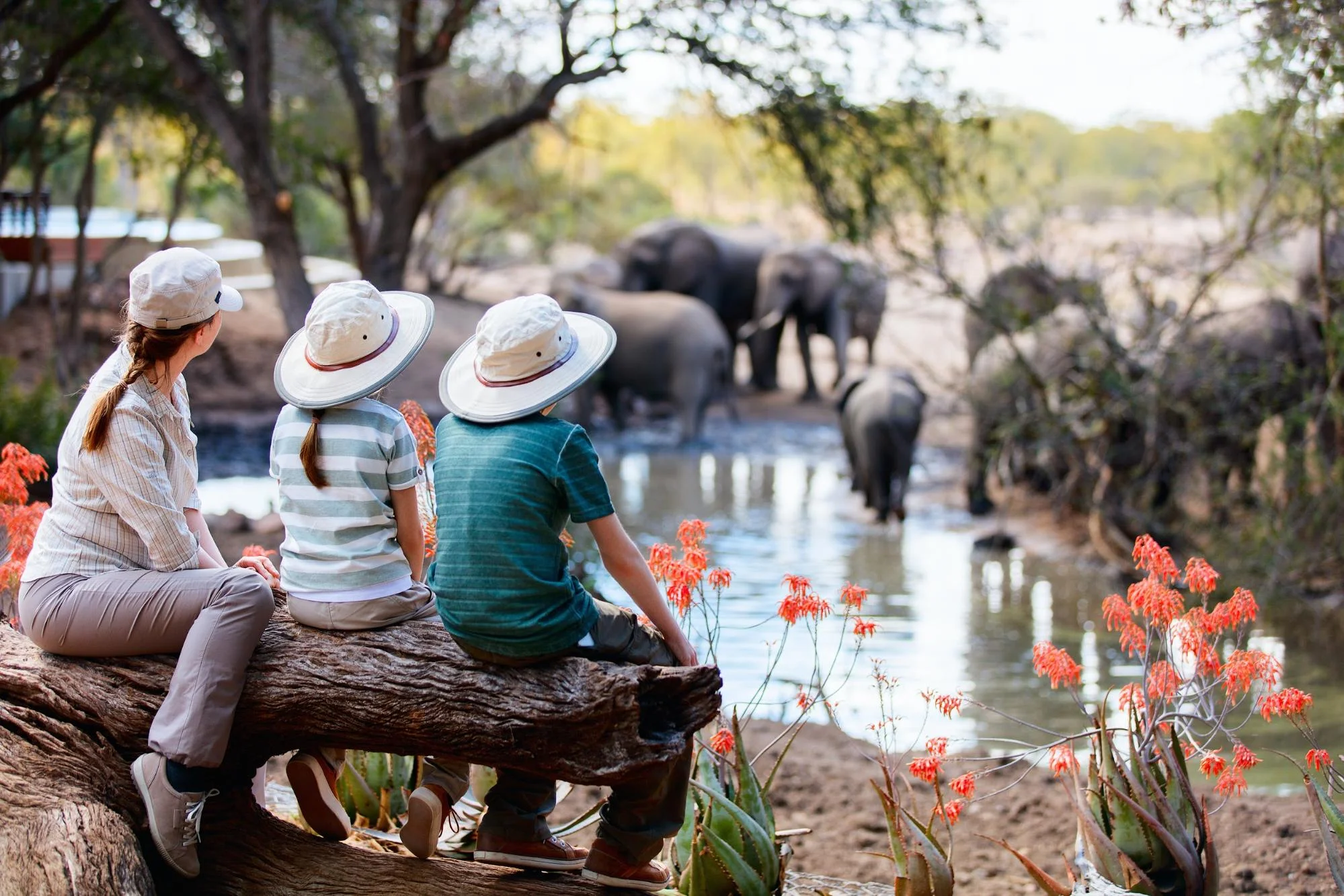 Luxury safari holidays in Africa