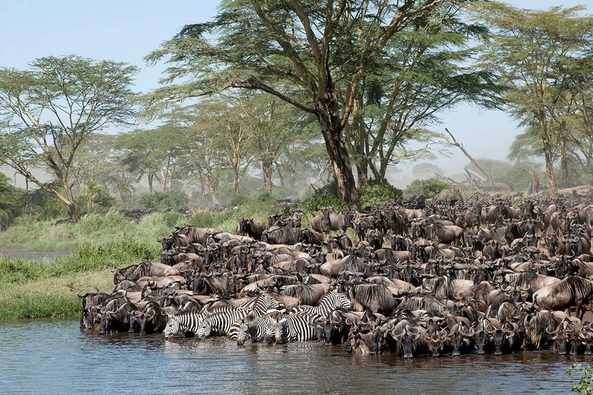 the Great Migration- Mara River Crossings