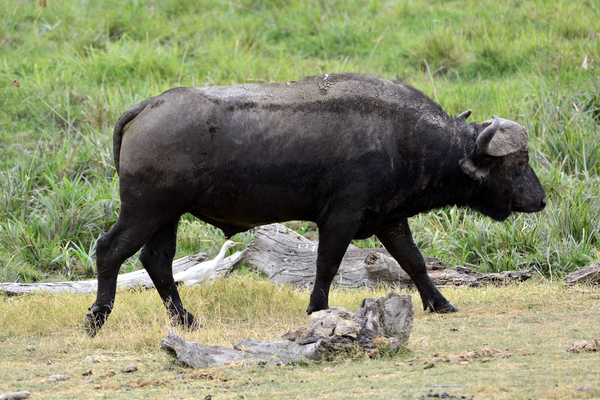 Safari animals- the cape buffalo